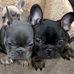 French Bulldog Puppies from Boise French Bulldogs