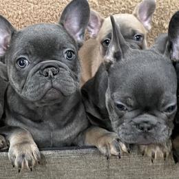 French Bulldog Puppies from Boise French Bulldogs