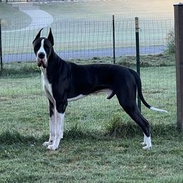 ZaZoo - Great Dane