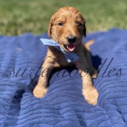 Boy 2 - Goldendoodle puppy in Redding, California from Surfer Doodles