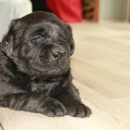 Labrador Retriever Puppies from Kyla Flora