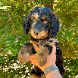 Moana - Blue merle female Aussiedoodle puppy in Upper Lake, California from Redwood Aussiedoodles
