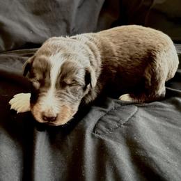 Jan - Red tri-color female Australian Shepherd puppy in Atkinson, Illinois from Diamond Ridge Aussies