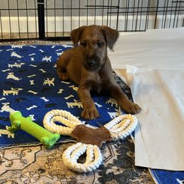 Irish Terrier Puppies from Bua Hills Irish Terriers