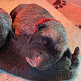 Red Male - Fawn male Perro de Presa Canario puppy in Holland, Ohio from Lykaios Kennels