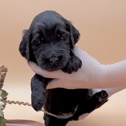 Summit - Chocolate male Labradoodle puppy in Wasilla, Alaska from Northern Lights Labradoodles
