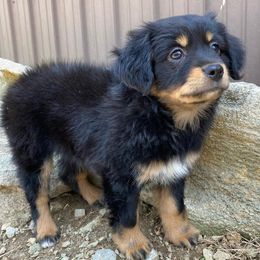 Miniature Australian Shepherds from Whispering Miniature Aussies