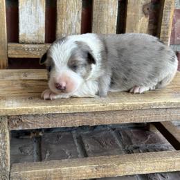 BMM1 - Blue merle male Miniature Australian Shepherd puppy in Lexington, Nebraska from Osborne's Aussies