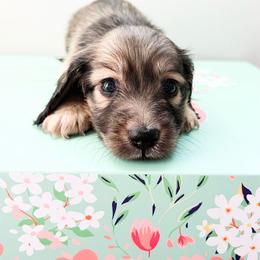 Posie - Cream female Dachshund puppy in Sylvania, Alabama from Yancey’s Doxies