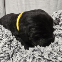Black Male 1 - Black male Labrador Retriever puppy in Conway, Missouri from Patton's Triple Pine Farm