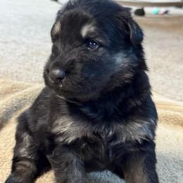 Sierra - Black and tan female German Shepherd puppy in Barnhart, Missouri from Combat Creek German Shepherds