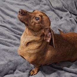 Rose - Dachshund