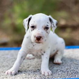 Dalmatian and Poodle Puppies from Cotton Top
