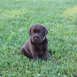 Cavalier King Charles Spaniel and Labrador Retriever Puppies from Camden's Caring Canines
