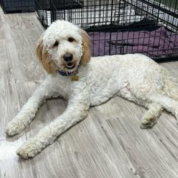 Benny - Cream male Goldendoodle puppy in Prosperity, Pennsylvania from Stelladoodles & Company