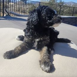Poodles from AKC Standard Poodle Puppies and Studs