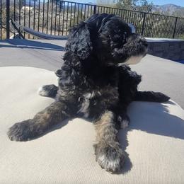 Poodles from AKC Standard Poodle Puppies and Studs
