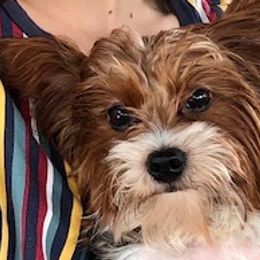 Hildi - Yorkshire Terrier