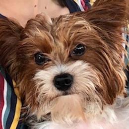 Hildi - Yorkshire Terrier
