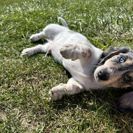 Pongo - Dachshund