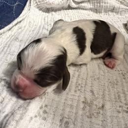 Millie - Brown and white female Cocker Spaniel puppy in Camp Douglas, Wisconsin from Bluff Country Cockers