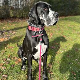 Great Danes from R&R Breeding and Pet Care