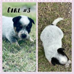Girl 3 - Blue speckled female Australian Cattle Dog puppy in Prague, Oklahoma from S&B Cattle Co.