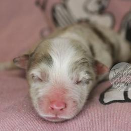 Sally - Red merle female Australian Shepherd puppy in Yoder, Colorado from Tréad Tines Aussies