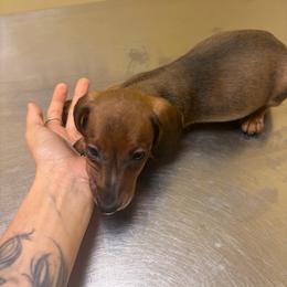 Birdy - Red female Dachshund puppy in Conroe, Texas from R&M Dachshunds
