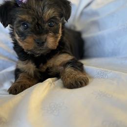 Layla - Black and tan female Yorkshire Terrier puppy in Ocala, Florida from Yorkie  And Shih Tzu Love