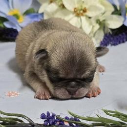 Chinchilla Girl (orange toe) - Cream female Pug puppy in Tulsa, Oklahoma from Locust Creek Pugs