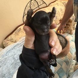 Girl 4 - Black and gold female Yorkshire Terrier puppy in Phoenix, Arizona from Coursey’s Yorkies