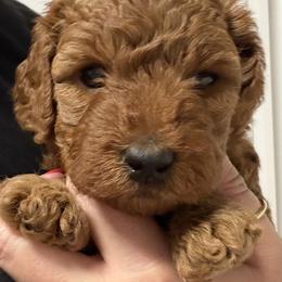 Female 2 - Red  female Poodle puppy in Southwest Ranches, Florida from Herringbone ‘s Poodles