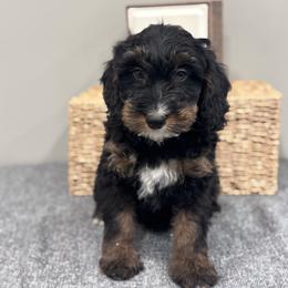 Daisey - Tri-color female Bernedoodle puppy in Jacksonville, Florida from Star of the Sea Doodles