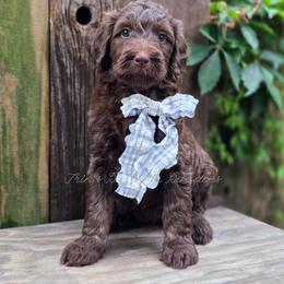 Sierra - Chocolate female Goldendoodle puppy in Centreville, Mississippi from Trin's Designer Doodles