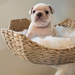 Moose (Blue collar) - Cream male French Bulldog puppy in Melba, Idaho from Frost's Frenchie's