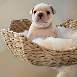 Moose (Blue collar) - Cream male French Bulldog puppy in Melba, Idaho from Frost's Frenchie's