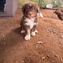 Boy 5 - Red tri-color male Australian Shepherd puppy in Clermont, Georgia from Chapman’s Australian Shepherds