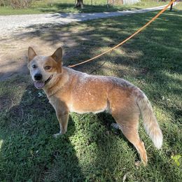 Bo - Australian Cattle Dog