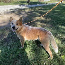 Bo - Australian Cattle Dog