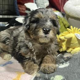 Snowbell - Blue merle female Bernedoodle puppy in Springfield, Missouri from Doodle Dandy Bernedoodles & Aussiedoodles