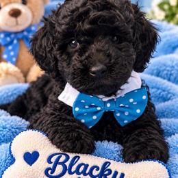 Blacky - Black male Shihpoo puppy in Cooper City, Florida from Jenny La Bone