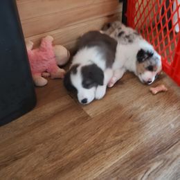 Border Collie Puppies from Janese's Border Collies