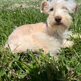 Rudy - Miniature Schnauzer