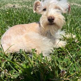 Rudy - Miniature Schnauzer