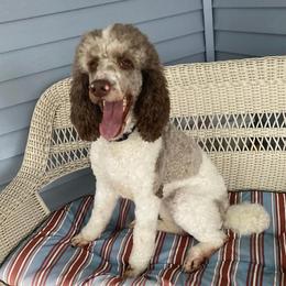 Eclair - Poodle
