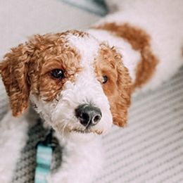 Bernedoodles, Cavapoos, Goldendoodles, and Poodles from Gravelle Family Farm