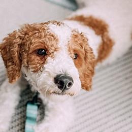 Bernedoodles, Cavapoos, Goldendoodles, and Poodles from Gravelle Family Farm