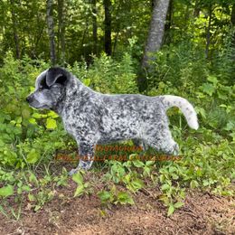 Eva - Blue mottled female Australian Cattle Dog puppy in Liberty, Maine from Fox Field Farm