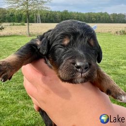 Bernedoodle and Goldendoodle Puppies from Brunsman Country Doodles LLC